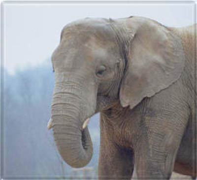 20071212122819-elefante.jpg